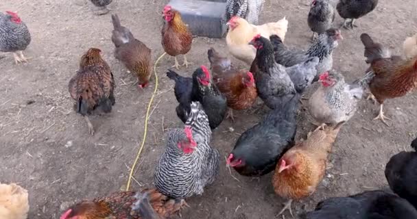 Viele Freilandhühner Auf Dem Hof — Stockvideo