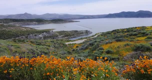 Una Pradera Flores Silvestres Lago Diamond Valley California Primavera — Vídeo de stock
