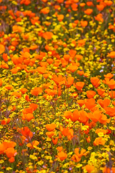 Flores Amapola Dorada California Prado Flores Silvestres Diamond Valley California — Foto de Stock