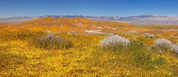 Flores Amapola Dorada California Prado Flores Silvestres Valle Antelope California —  Fotos de Stock