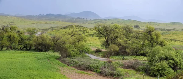 Natursköna Grönskande Landskap Södra Kalifornien Landsbygden Våren Gröna Träd Vid — Stockfoto