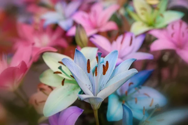 Colorful Bright Lily Flowers Bouquet Selective Focus — Stock Photo, Image
