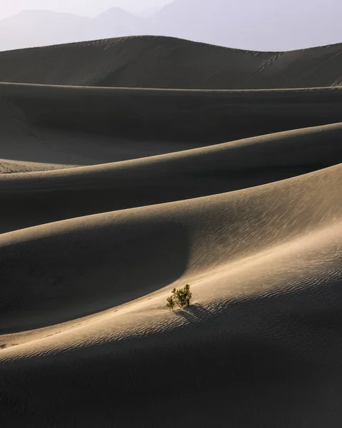Одно Дерево Центре Песчаных Дюн Мескит Долине Смерти Национальный Парк — стоковое фото