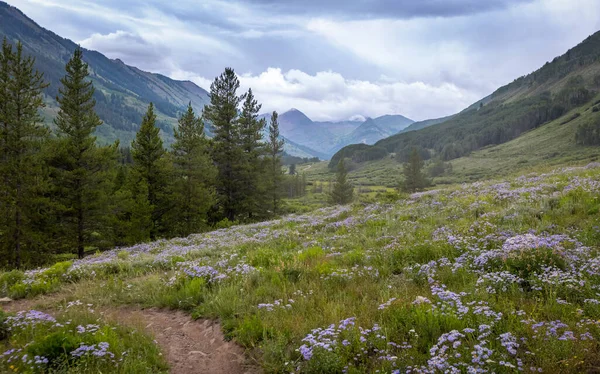 Vue Panoramique Prairie Pittoresque Fleurs Sauvages Dans Les Montagnes Rocheuses — Photo