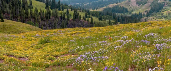 Colorado Daki Kır Çiçeklerinin Panoramik Manzarası Yaz Zamanı Kayalık Dağlarda — Stok fotoğraf