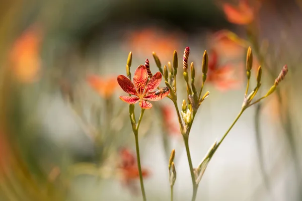 Blackberry Lily Çiçekleri Yakın Görünüm Seçici Odak — Stok fotoğraf