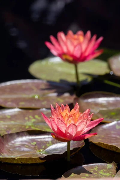 Szczelnie Ujęcie Kwiatów Lilii Wodnej Stawie Denver Ogrodów Botanicznych — Zdjęcie stockowe