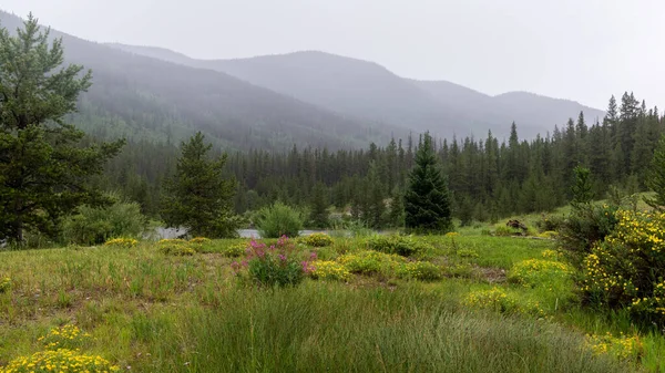 Natursköna Landskap Vilda Blommor Äng Colorado Sommaren — Stockfoto