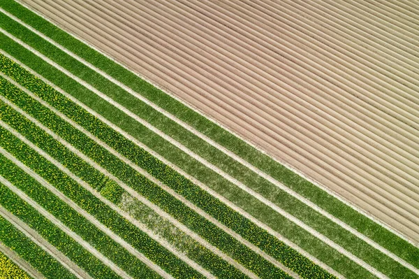 Blick Von Oben Auf Diagonale Felder Der Landschaft Der Niederlande — Stockfoto