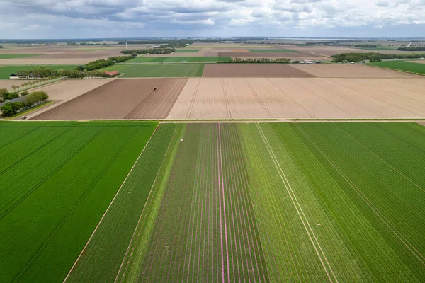 Légi Kilátás Hatalmas Nyílt Mezőgazdasági Területek Hollandiában Vidéken — Stock Fotó