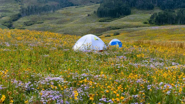 Małe Namioty Otoczone Polnymi Kwiatami Pobliżu Crested Butte Kolorado Latem — Zdjęcie stockowe