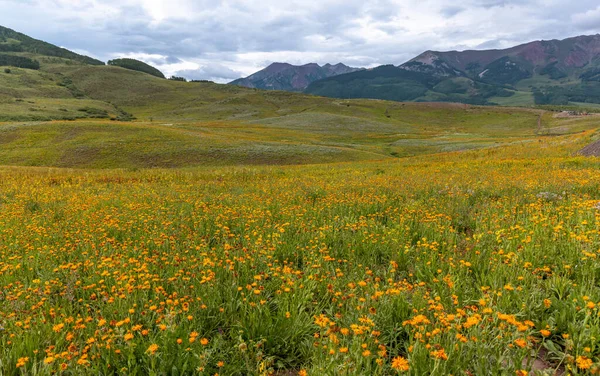Bellissimo Prato Fiori Selvatici Crested Butte Colorado Durante Periodo Estivo — Foto Stock