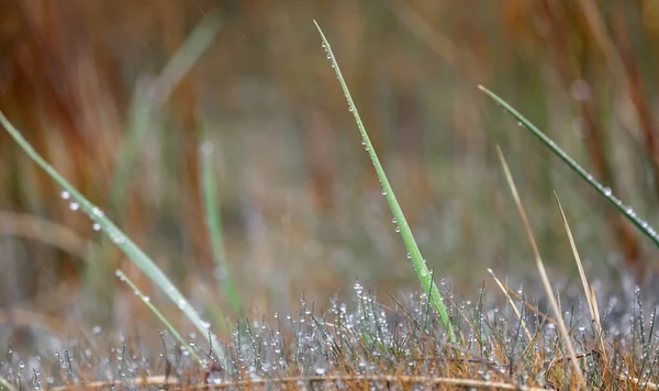 Close View Tall Grass Morning Dew — Stock Photo, Image