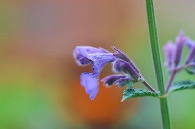 Daldaki mor çiçeğin sığ alan derinliği ile yakın görüntüsü.