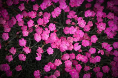 Ateş Cadısı Dianthus çiçek çalılarının yakın görüntüsü.