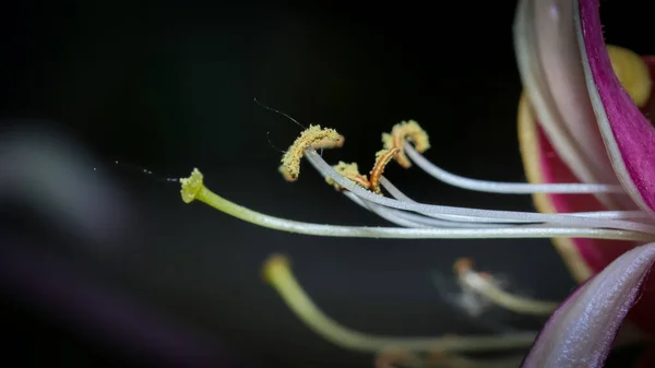 金银花花粉与雄蕊的特写镜头 — 图库照片