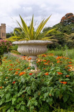 Hindistan, Karnataka 'daki Bengaluru Sarayı' nın bahçesindeki saksıda Yucca pantolon..