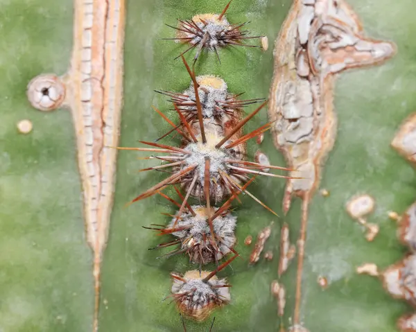Close Zicht Van Scherpe Naalden Een Cactus Plant — Stockfoto