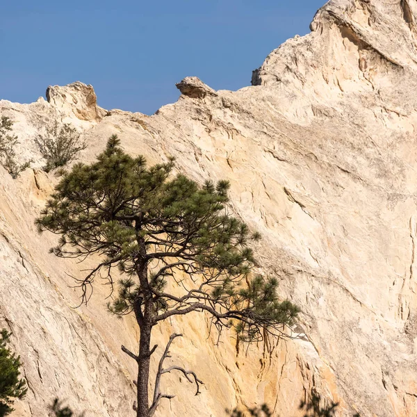 Jeden Strom Proti Pískovcové Skále Zahradě Bohů Coloradu — Stock fotografie
