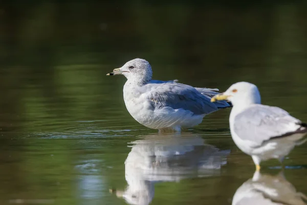 Närbild Fulmer Fåglar Sjön — Stockfoto
