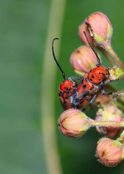 Dos Escarabajos Rojos Manchados Una Planta Algodoncillo Flores — Foto de Stock