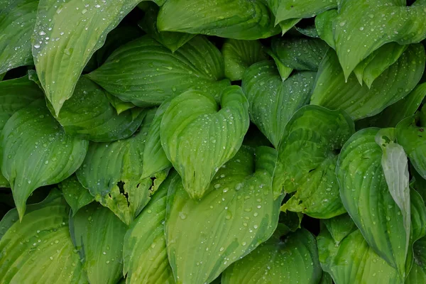 Close View Hosta Plant Water Droplets Large Leaves Rain Selective — Stock fotografie