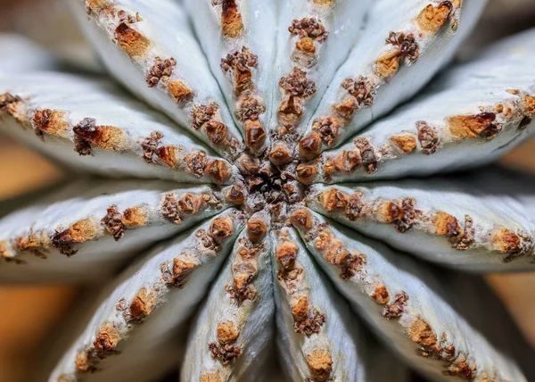 Extrema Vista Perto Planta Cactus Vista Superior Foco Seletivo — Fotografia de Stock