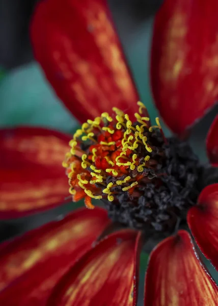 Zblízka Pohled Mladé Červené Pyly Zinnia Květin Selektivní Zaměření — Stock fotografie