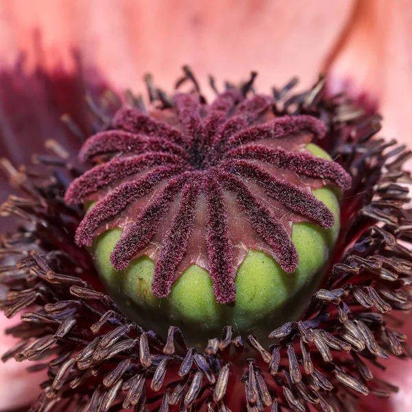 对罂粟花内部细节的极其近距离的观察 — 图库照片