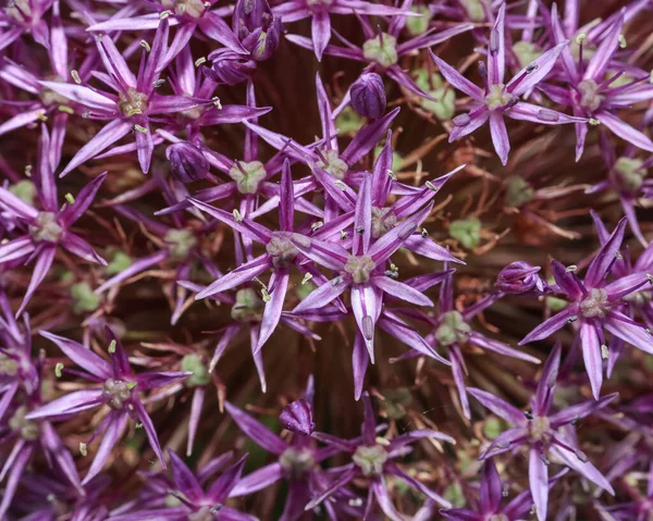 Vista Cerca Extrema Los Detalles Flores Allium Púrpura — Foto de Stock