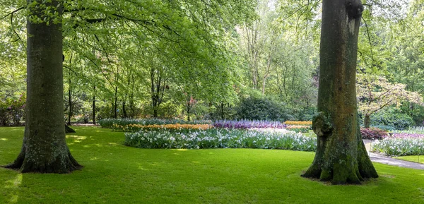 Panoramatický Pohled Malebné Světoznámé Svěží Zelené Keukenhof Zahrady Nizozemsku — Stock fotografie