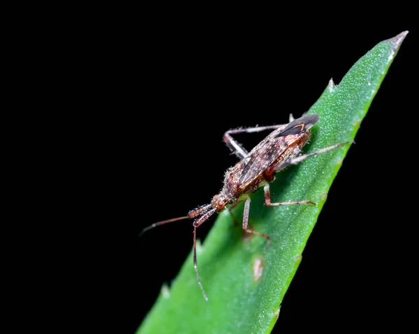 Four Spurred Assassin Bug Uma Espécie Insecto Família Reduviidae — Fotografia de Stock