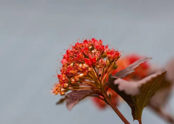 Vue Rapprochée Red Atlantic Ninebark Flowers Sur Fond Gris Focus — Photo