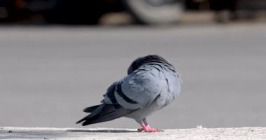 Güvercinin yolda hareketli yürüyüşünü yakından izleyin.