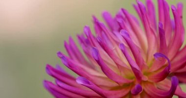 Pembe Dahlia çiçeğinin aşırı yakın çekimi