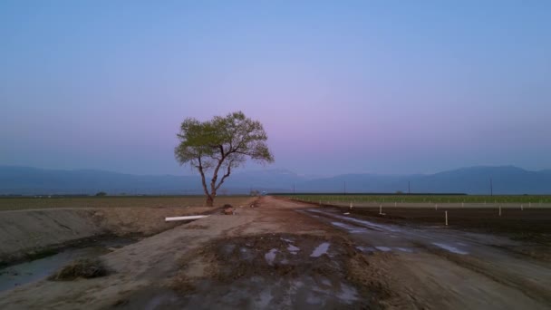 Árvore Única Nos Campos Bakersfield Califórnia Sob Crepúsculo — Vídeo de Stock