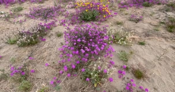 Flor Flores Silvestres Coloridas Parque Estadual Anza Borrego Califórnia — Vídeo de Stock