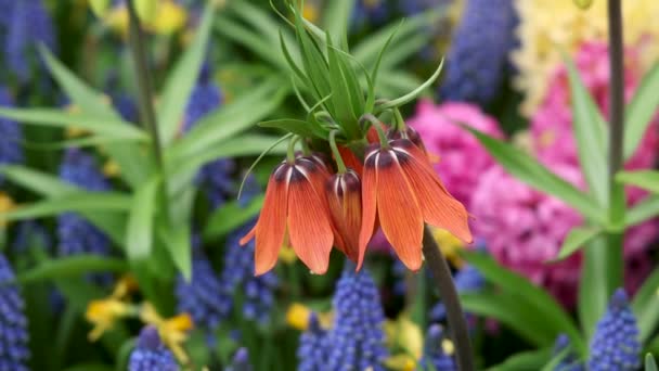 Nahaufnahme Von Fritillaria Imperialis Blume Auch Als Rote Krone Imperials — Stockvideo