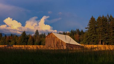 Washington 'da akşam güneşi altında tarlaların ortasında eski ahşap bir ahır..