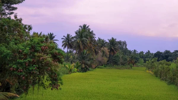 Tall Coconut Trees Middle Paddy Fields Karnataka State India Evening — Stock Photo, Image