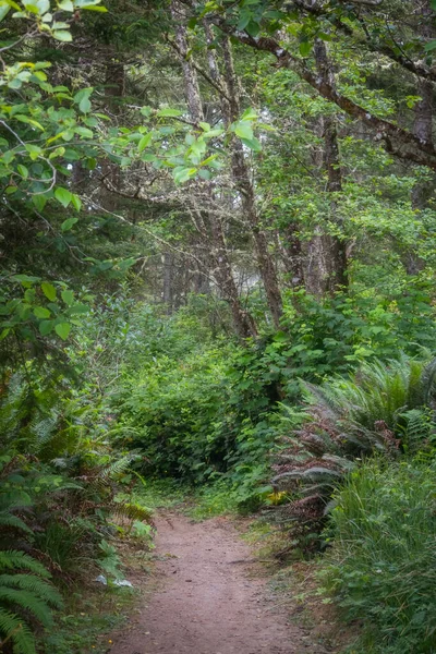 Сценическая Пешеходная Тропа Через Тропический Лес Орегоне — стоковое фото
