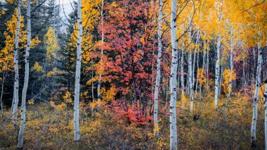 Wasatch dağlarındaki gümüşî huş ağaçlarının yakın görüntüsü. Utah 'ın sonbahar zamanı..