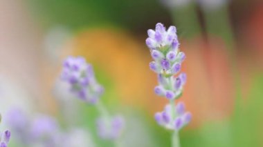 Lavanta çiçeği saplarını kapat. 