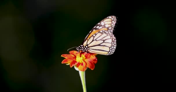 Vista Cerca Mariposa Monarca Una Flor — Vídeo de stock