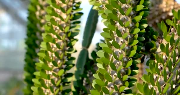 Κοντινή Άποψη Του Μοναδικού Φυτού Κάκτων — Αρχείο Βίντεο