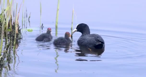 Familie Der Blässhühner See — Stockvideo