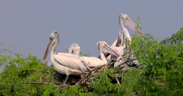 印度安得拉邦科勒鲁湖的鹈鹕鸟类保护区 — 图库视频影像
