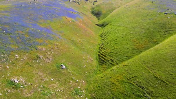 Rolling Hills Valley Wildflowers Bloom Arvin California — Stock Video