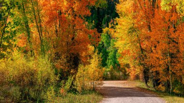 Wasatch Önbellek Ulusal Ormanı, Utah 'ta manzaralı yürüyüş yolu boyunca renkli sonbahar ağaçları.