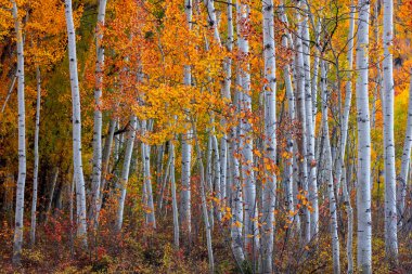 Tall colorful autumn trees in Utah countryside during autumn time. clipart